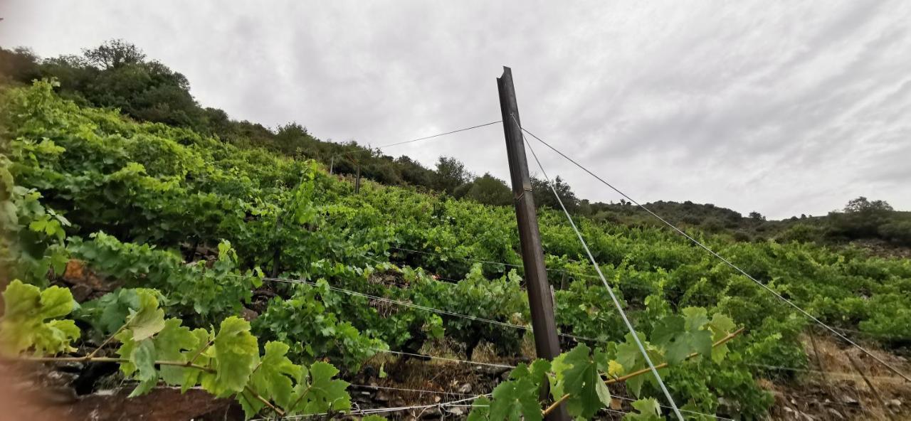 Vina Cazoga Villa Sober Eksteriør billede